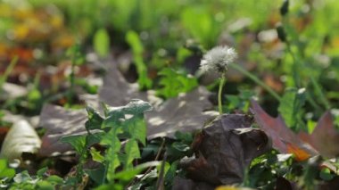Karahindiba tohum esintiyle üflenir