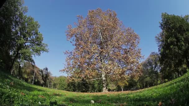 Albero con foglie d'arancio nella ventosa giornata estiva — Video Stock