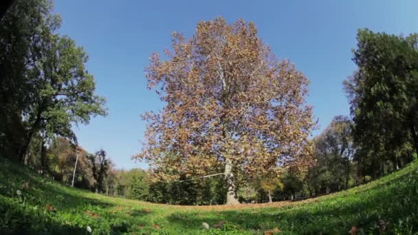 Árvore com folhas de laranja no dia de verão ventoso — Vídeo de Stock