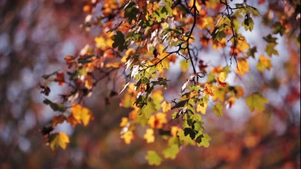 Feuilles rouges et jaunes colorées sur la branche de l'arbre 