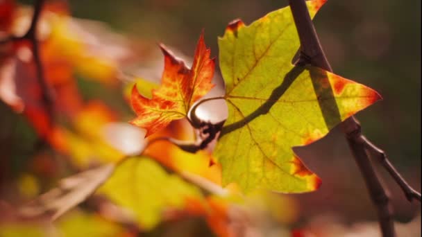 Färgglada röda och gula blad på trädgren — Stockvideo