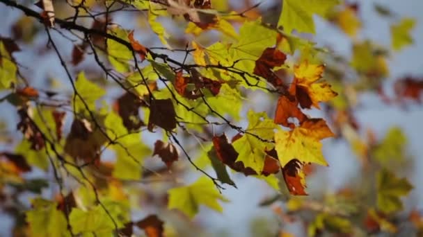 Bunte grüne Blätter am Ast, der Wind weht sanft. flaches Gesichtsfeld. — Stockvideo