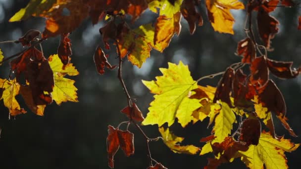 Feuilles rouges et jaunes colorées sur la branche de l'arbre — Video