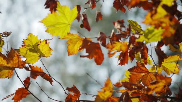 Färgglada gröna blad på trädgren — Stockvideo