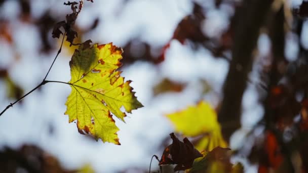 Färgglada gröna blad på trädgren — Stockvideo