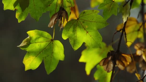 Kleurrijke groene bladeren op vertakking van de beslissingsstructuur — Stockvideo