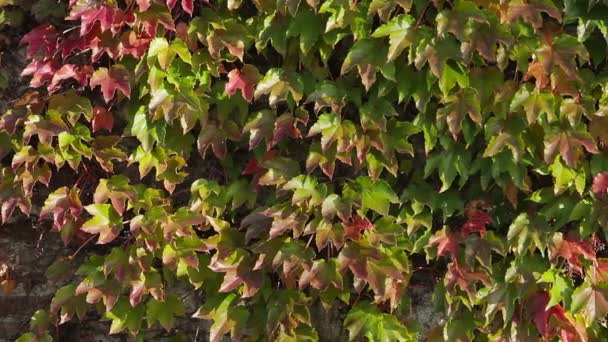 Green and red leaves on outside building wall — Stock Video