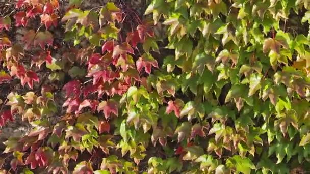 Green and red leaves on outside building wall — Stock Video