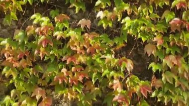 Yeşil ve kırmızı leaveson bir duvar