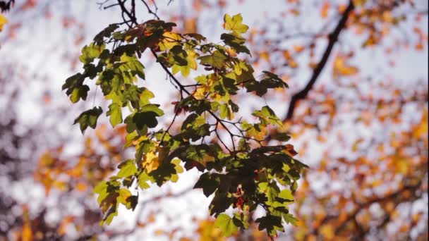 Färgglada gröna och gula blad på trädgren — Stockvideo