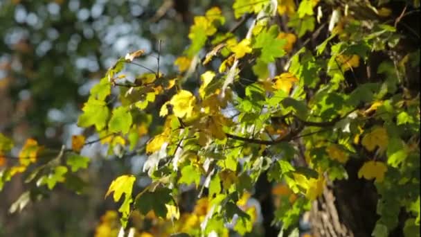 Coloridas hojas verdes y amarillas en la rama del árbol — Vídeos de Stock