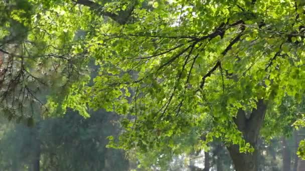 Folhas verdes coloridas no galho da árvore — Vídeo de Stock