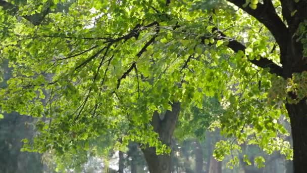 Feuilles vertes colorées sur la branche d'arbre — Video