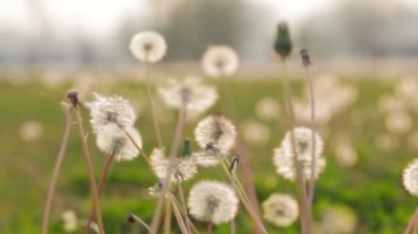 Karahindiba tohum esintiyle üflenir