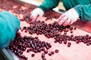 Vişne içinde işleme makineleri