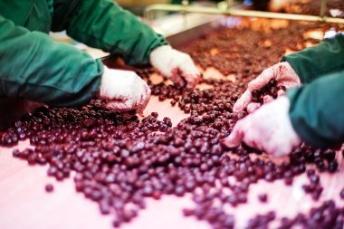 Vişne içinde işleme makineleri