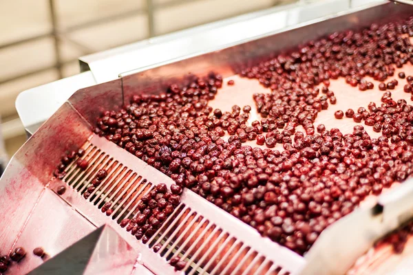 Cerejas ácidas em máquinas de processamento — Fotografia de Stock