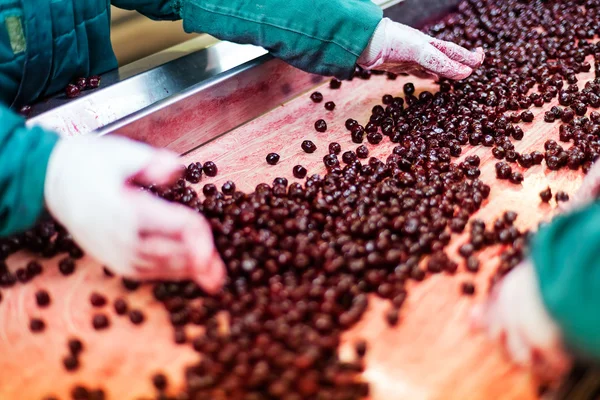 Cerejas ácidas em máquinas de processamento — Fotografia de Stock