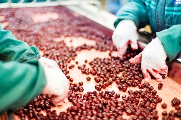 Sour cherries in processing machines — Stock Photo, Image