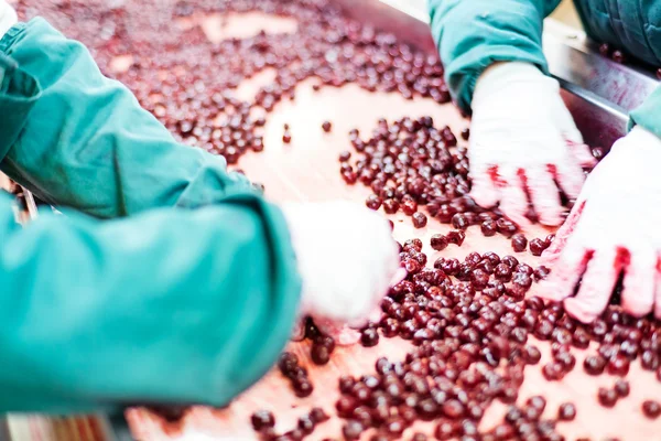 Sour cherries in processing machines — Stock Photo, Image