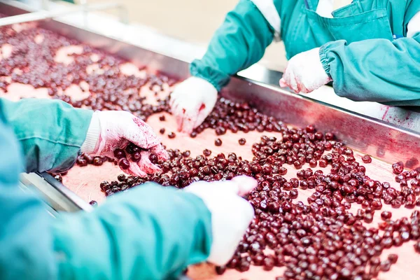 Cerezas agrias en máquinas de procesamiento — Foto de Stock