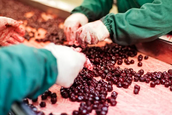 Sour cherries in processing machines — Stock Photo, Image