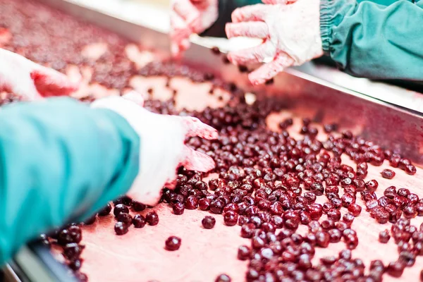 Sour cherries in processing machines — Stock Photo, Image