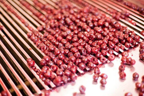 sour cherries in processing machines