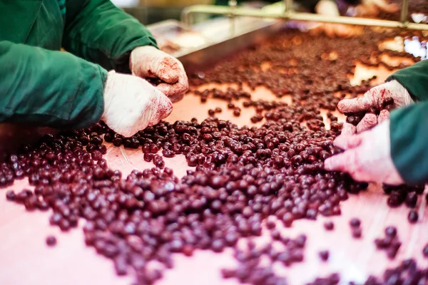 Cerejas ácidas em máquinas de processamento — Fotografia de Stock