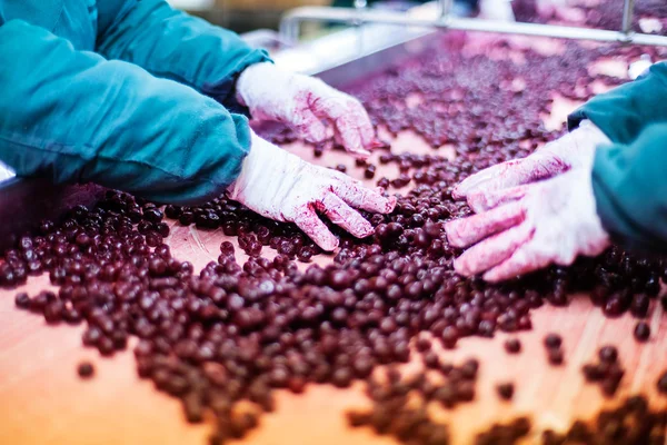 Sour cherries in processing machines — Stock Photo, Image