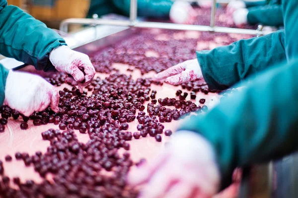 Cerejas ácidas em máquinas de processamento — Fotografia de Stock