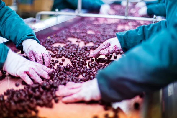 Cerejas ácidas em máquinas de processamento — Fotografia de Stock