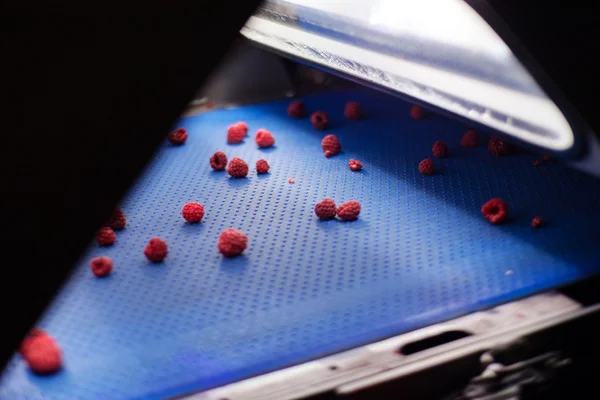 Negócios congelados de processamento de framboesa — Fotografia de Stock