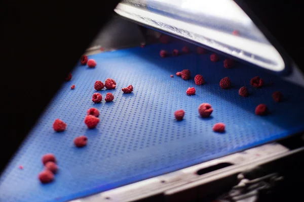 Negócios congelados de processamento de framboesa — Fotografia de Stock