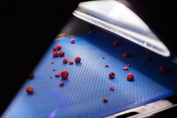 Negócios congelados de processamento de framboesa — Fotografia de Stock