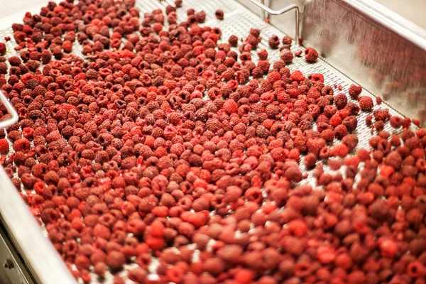 Frozen raspberry processing business — Stock Photo, Image