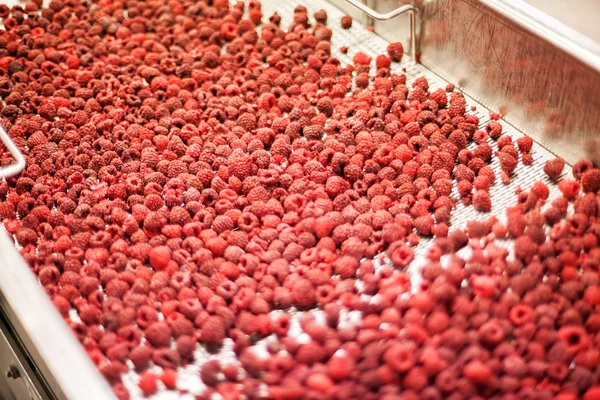 frozen raspberry processing business