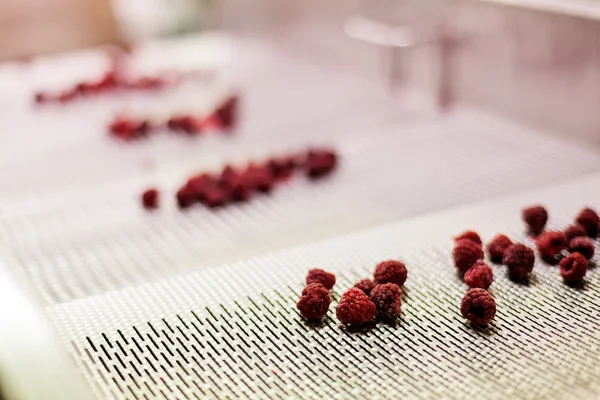 Frozen raspberry processing business — Stock Photo, Image