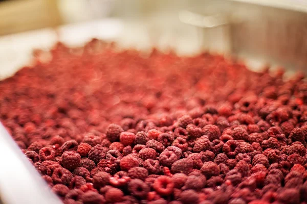 Frozen raspberry processing business — Stock Photo, Image