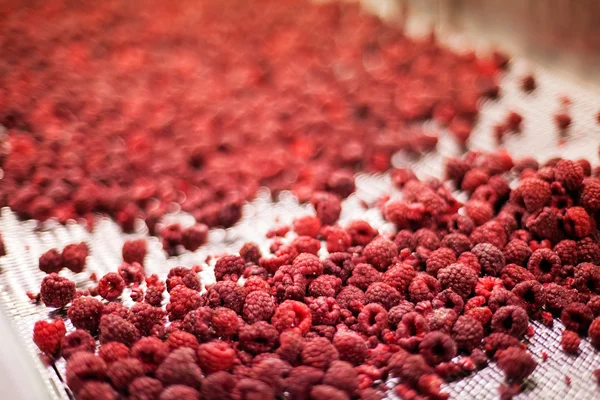 Frozen raspberry processing business — Stock Photo, Image