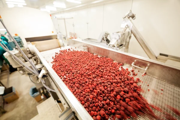 Negócios congelados de processamento de framboesa — Fotografia de Stock