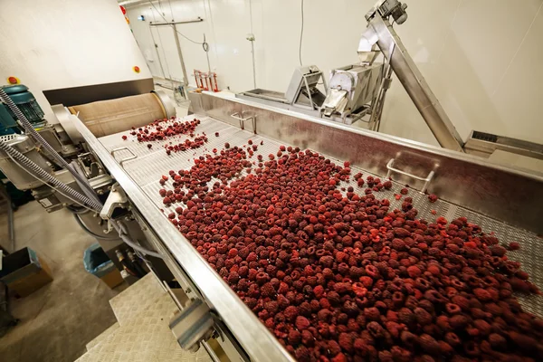 Frozen raspberry processing business — Stock Photo, Image