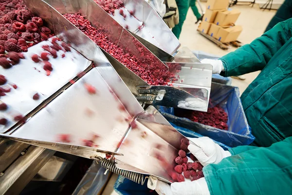 Frozen raspberry processing business — Stock Photo, Image