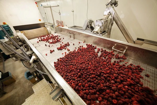 Frozen raspberry processing business — Stock Photo, Image