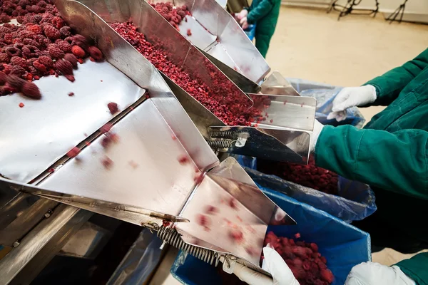 Frozen raspberry processing business — Stock Photo, Image