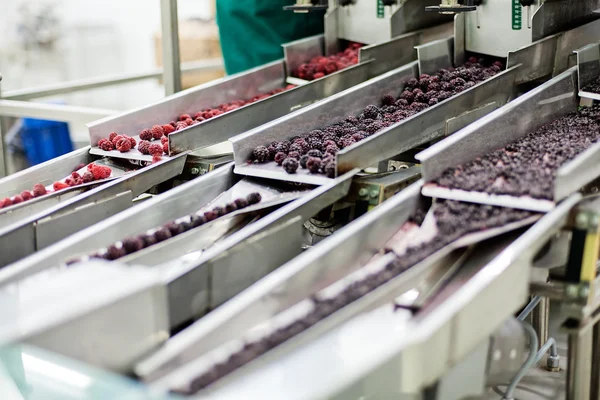 Negócios congelados de processamento de framboesa — Fotografia de Stock