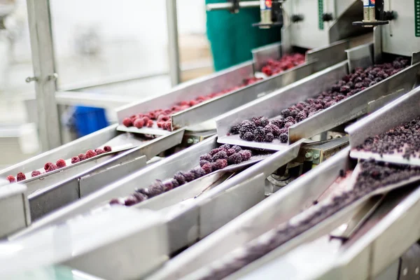 Frozen raspberry processing business — Stock Photo, Image