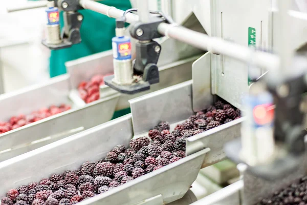 Negócios congelados de processamento de framboesa — Fotografia de Stock