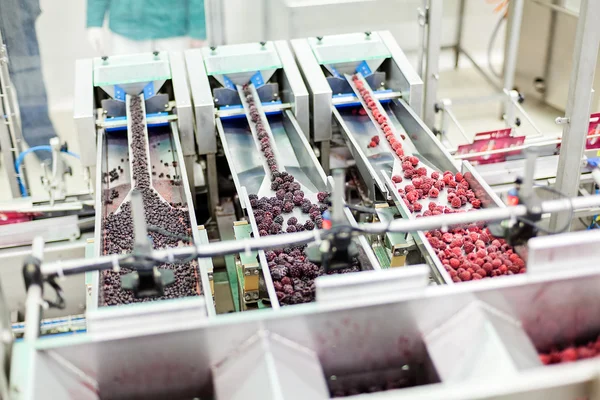 Frozen raspberry processing business — Stock Photo, Image