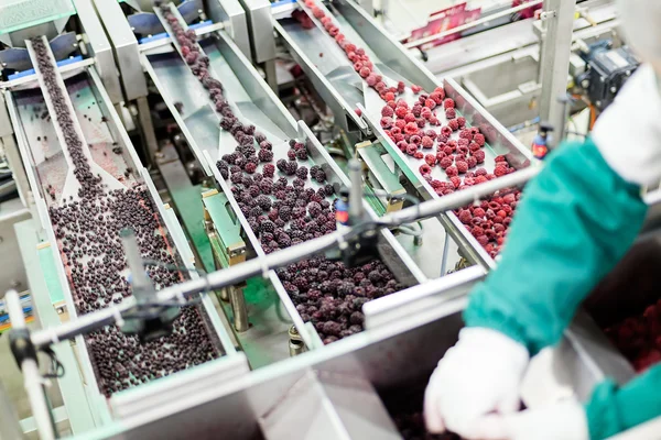 Negocio de procesamiento de frambuesa congelada — Foto de Stock